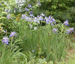 [Picture of flowers (Purple Iris)]