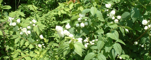 [Picture of flowers (Mock Orange)]