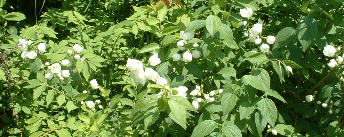 Mock Orange [Click to go to nhplace.com]